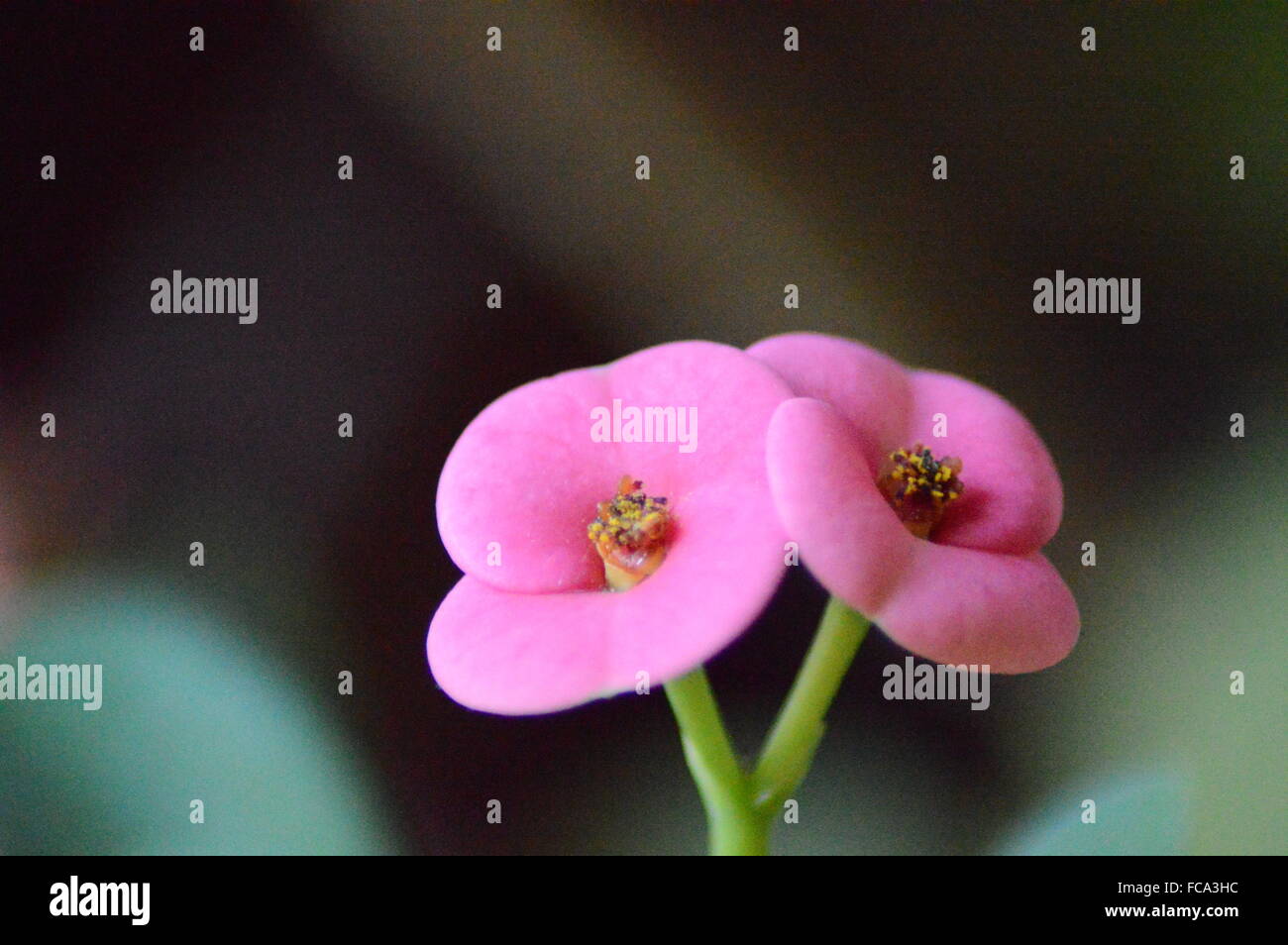 Cristo thorn fiori Foto Stock