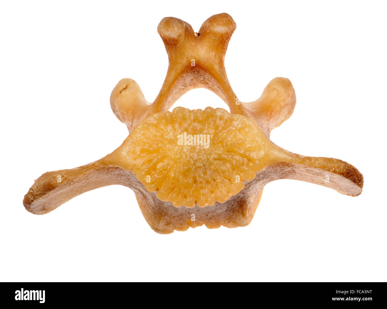 La vertebra di vacca - dal macellaio-acquistato coda di vitellone Foto Stock