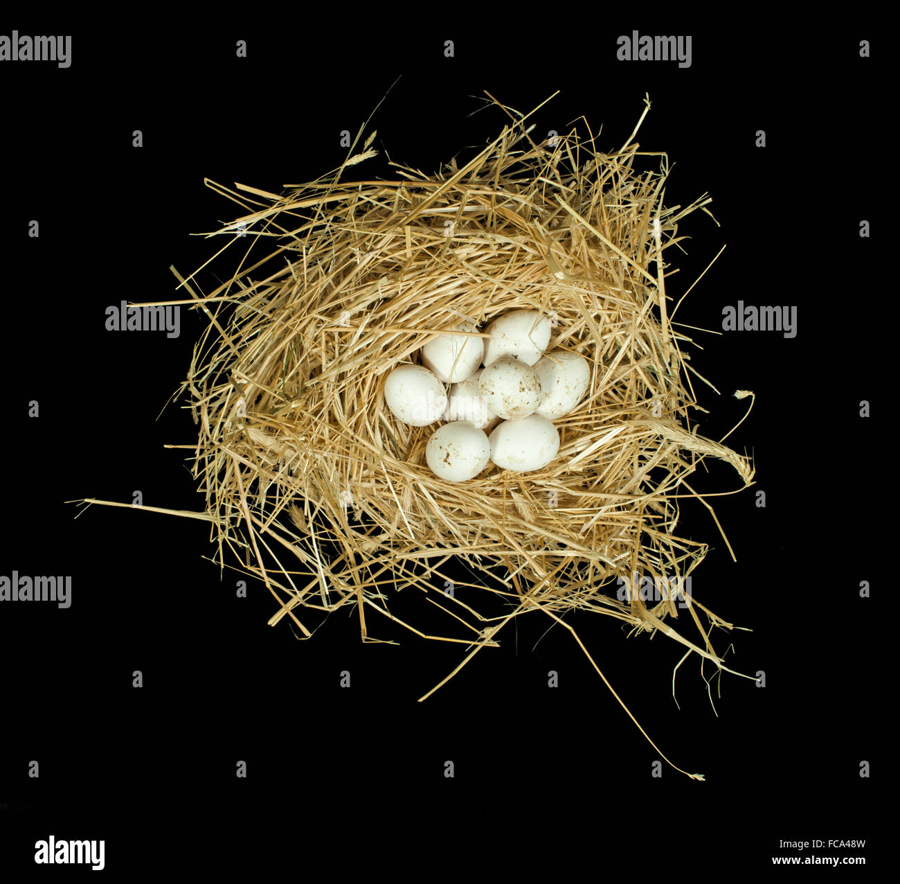 Bianco organico uova nel nido di paglia Foto Stock