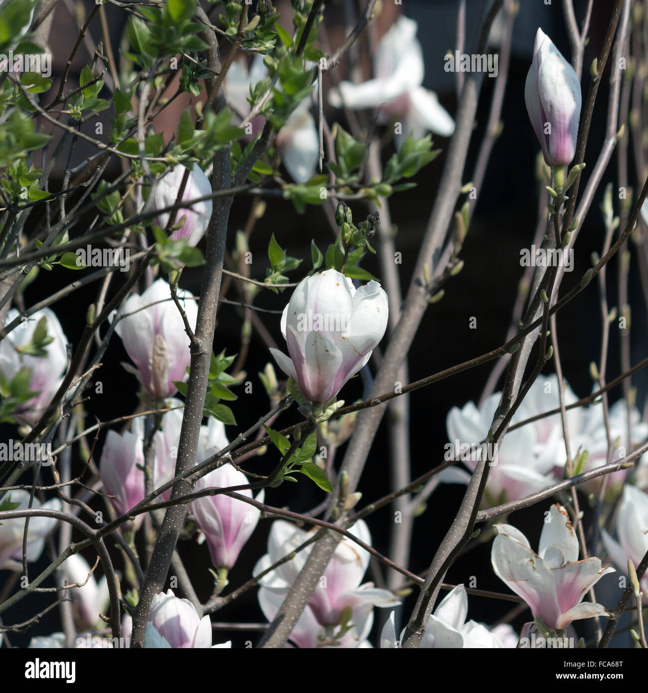 Tulip fiori di magnolia Foto Stock