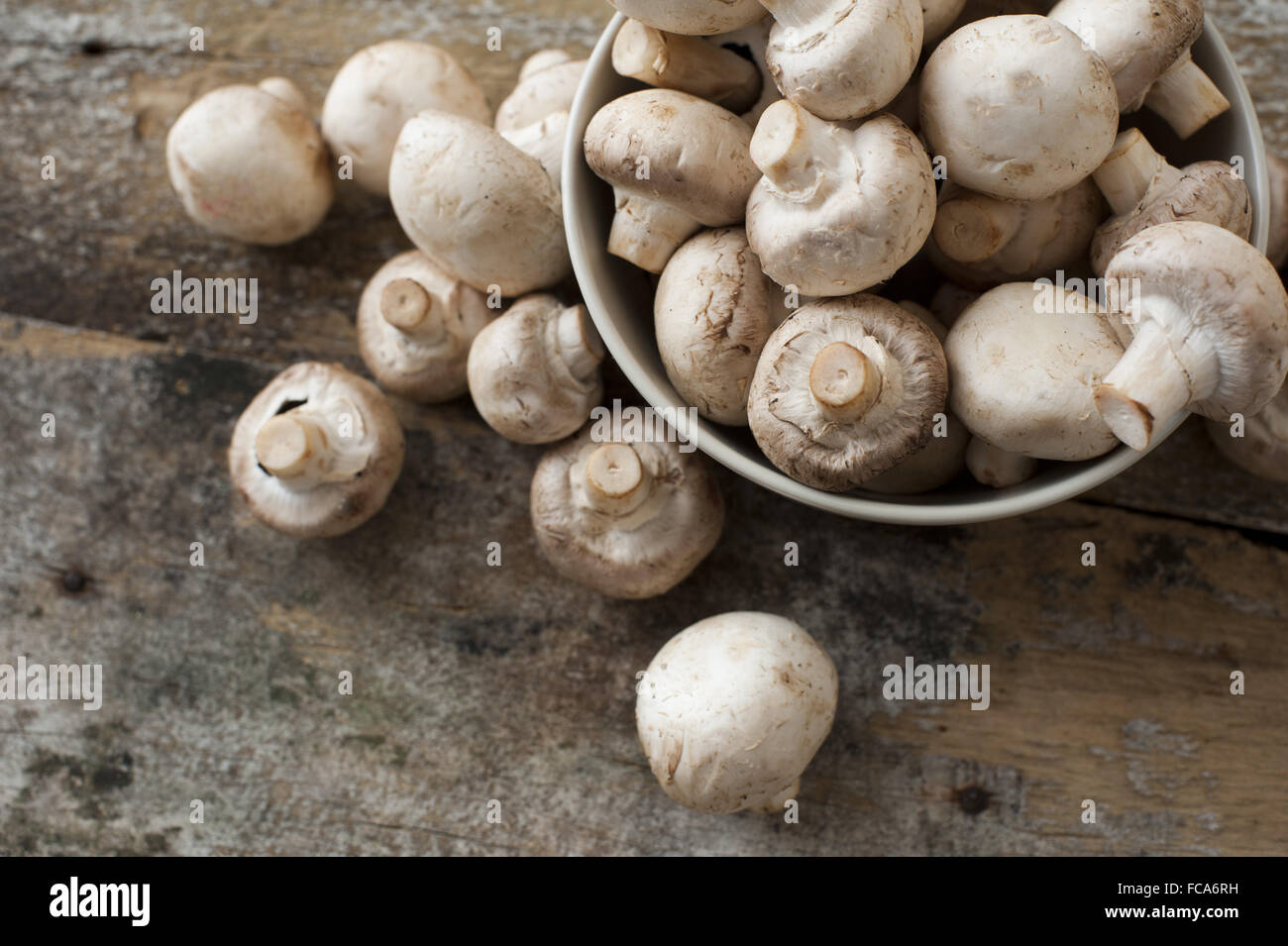 Bianco fresco pulsante o campo di funghi Foto Stock