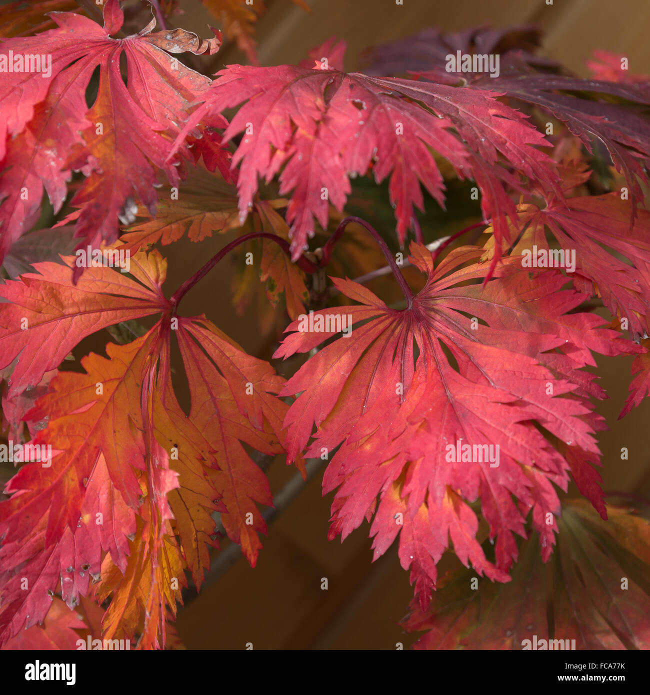 Rosso autunnale foglie d'acero Foto Stock