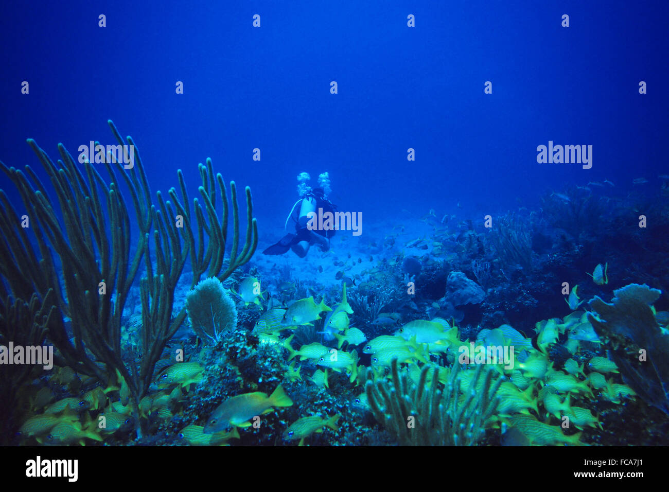 Scuba Diver al Coral Reef Foto Stock