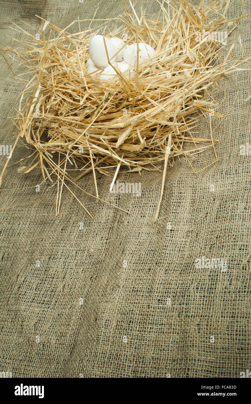Domestico organico le uova bianche nel nido di paglia Foto Stock
