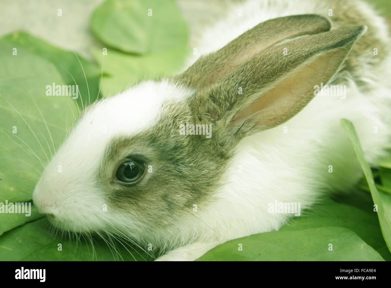 Coniglio Foto Stock
