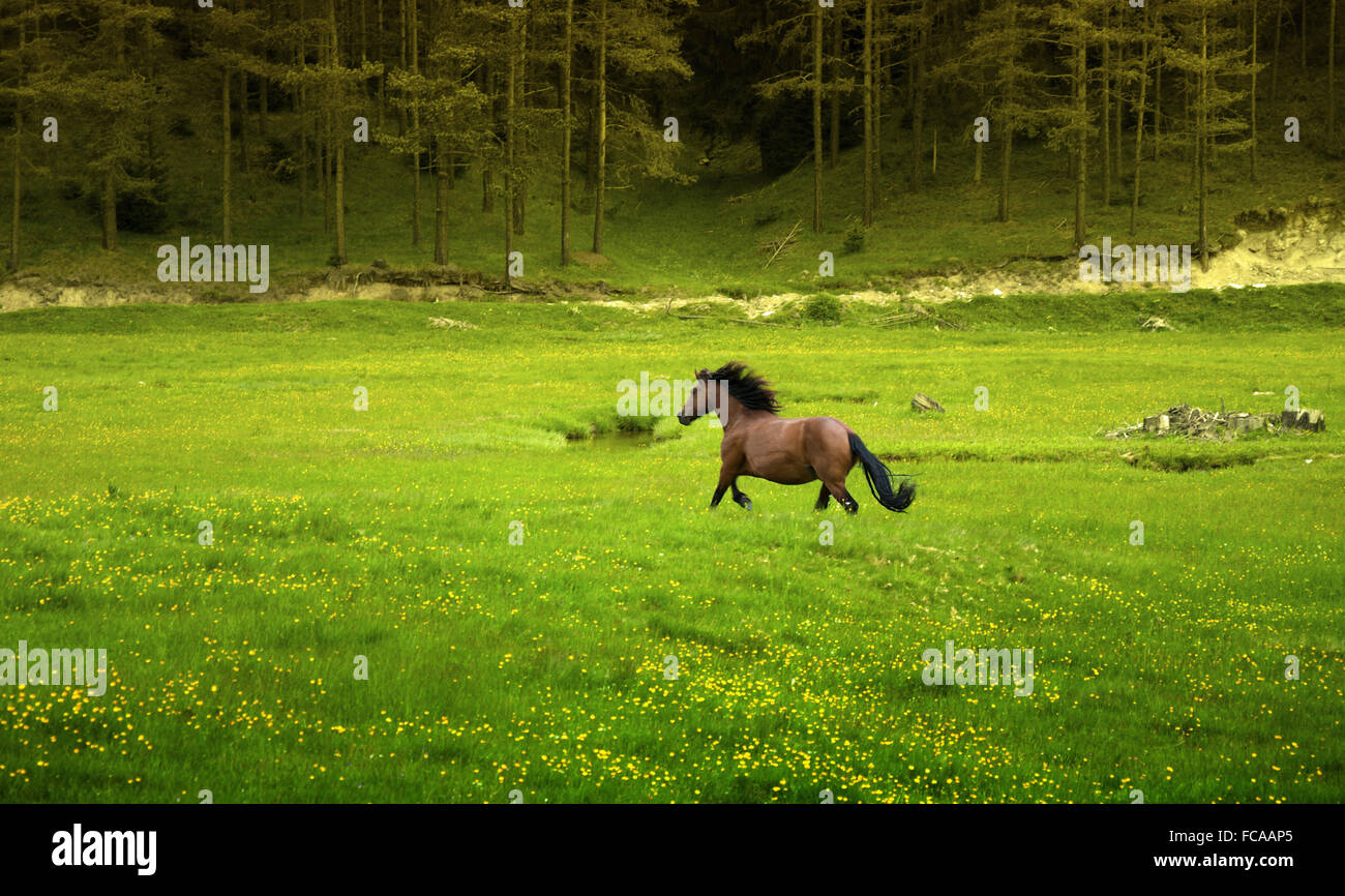 Brown cavallo al galoppo in verde prato Foto Stock