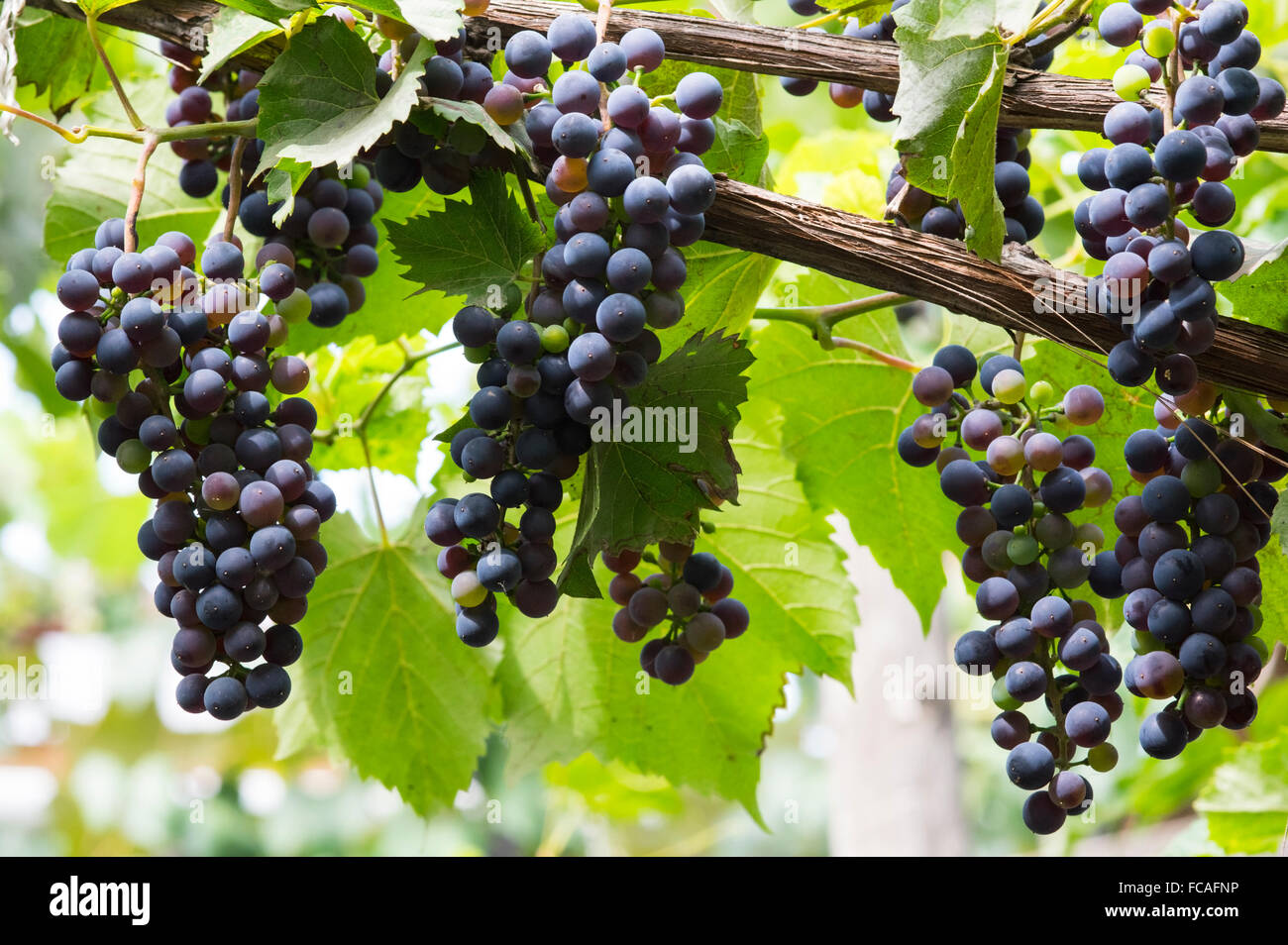 Rosso a Grappolo di uva in vigna, il tempo del raccolto Foto Stock