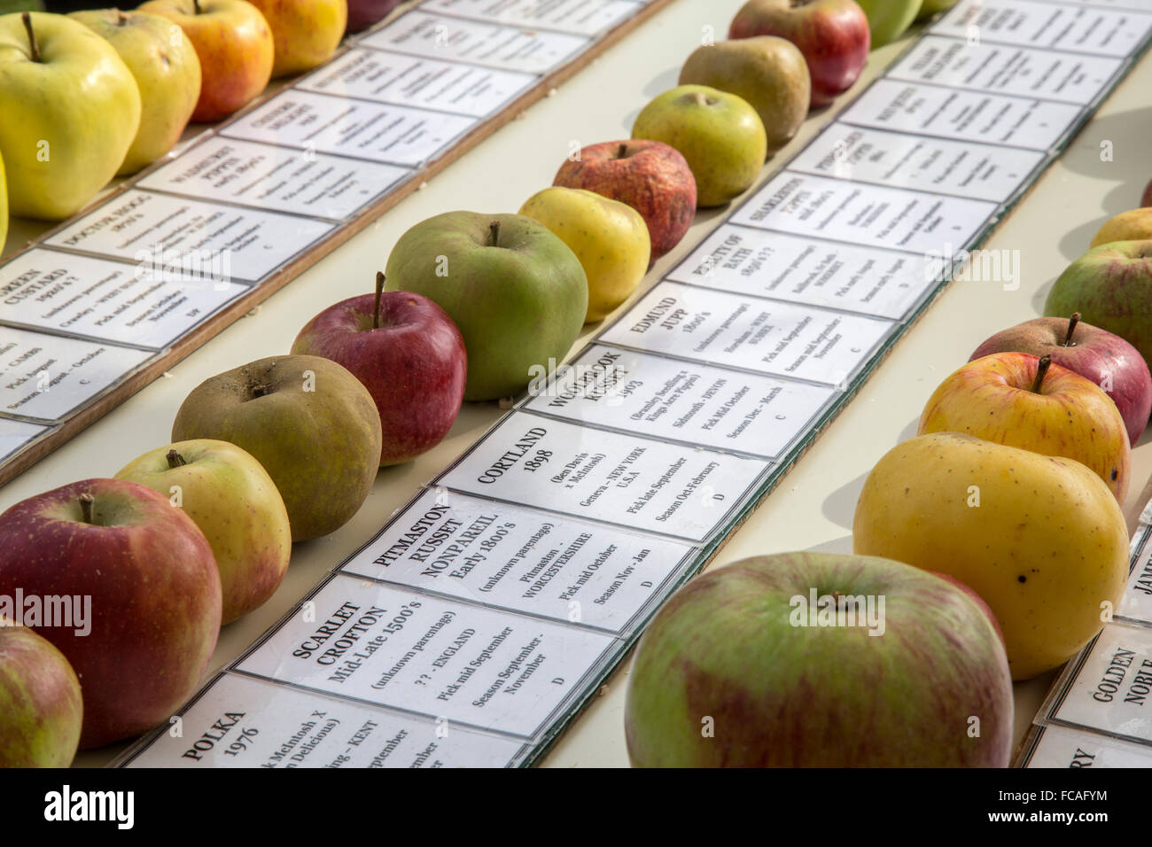 Varietà di mele a Slindon Apple festival, West Sussex Foto Stock