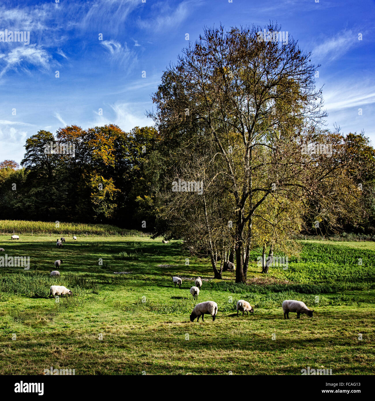 Terreni agricoli con pecora West Sussex, in Inghilterra Foto Stock