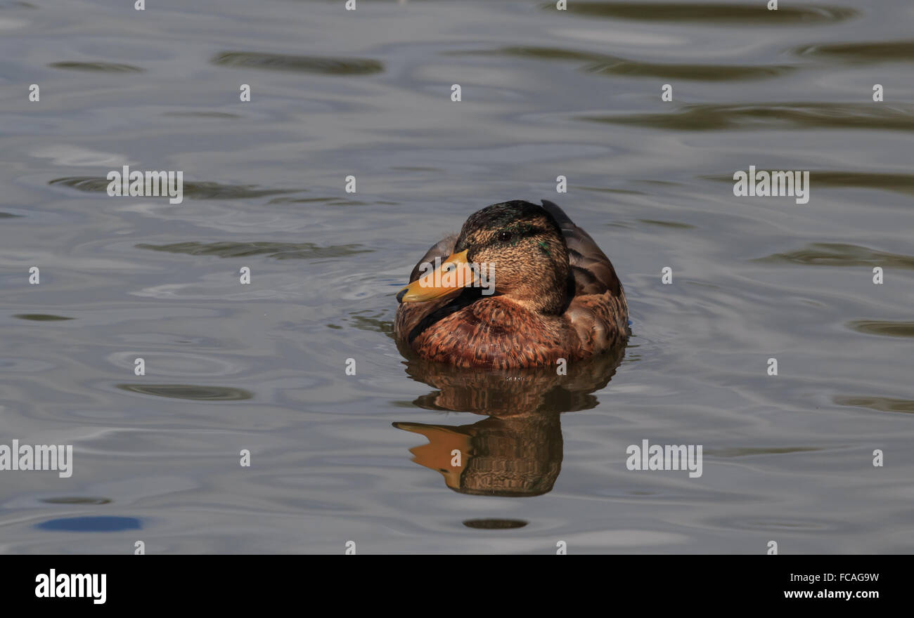 Femmina Mallard Duck nuoto su un laghetto nel Regno Unito Foto Stock