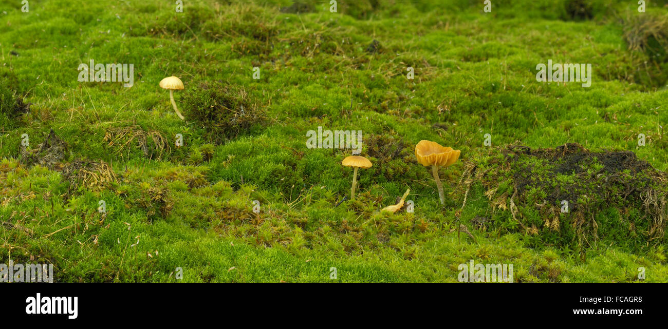Funghi di Muschio il suolo della foresta Foto Stock