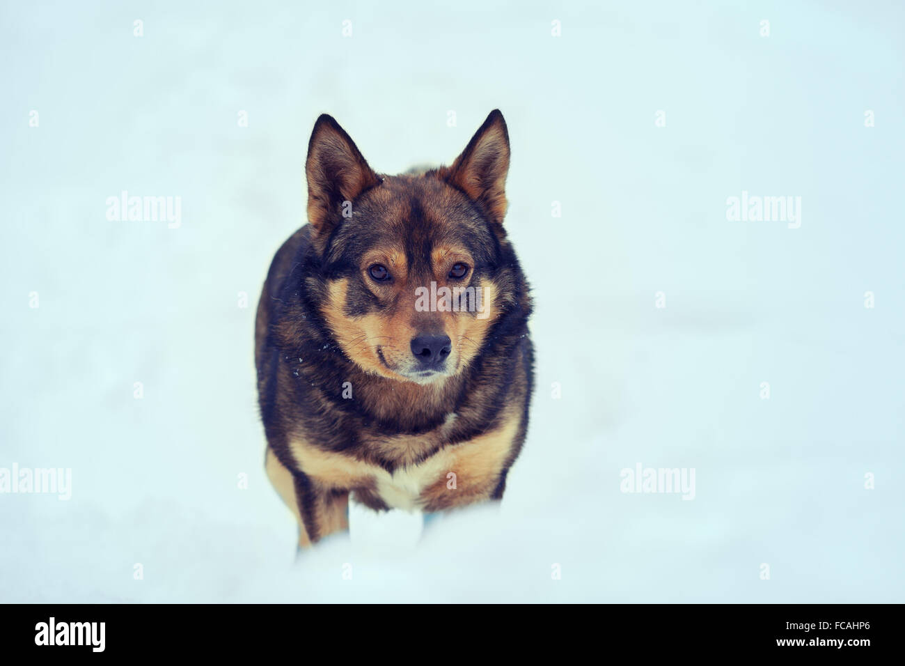 Cane all'aperto a piedi nella neve profonda Foto Stock