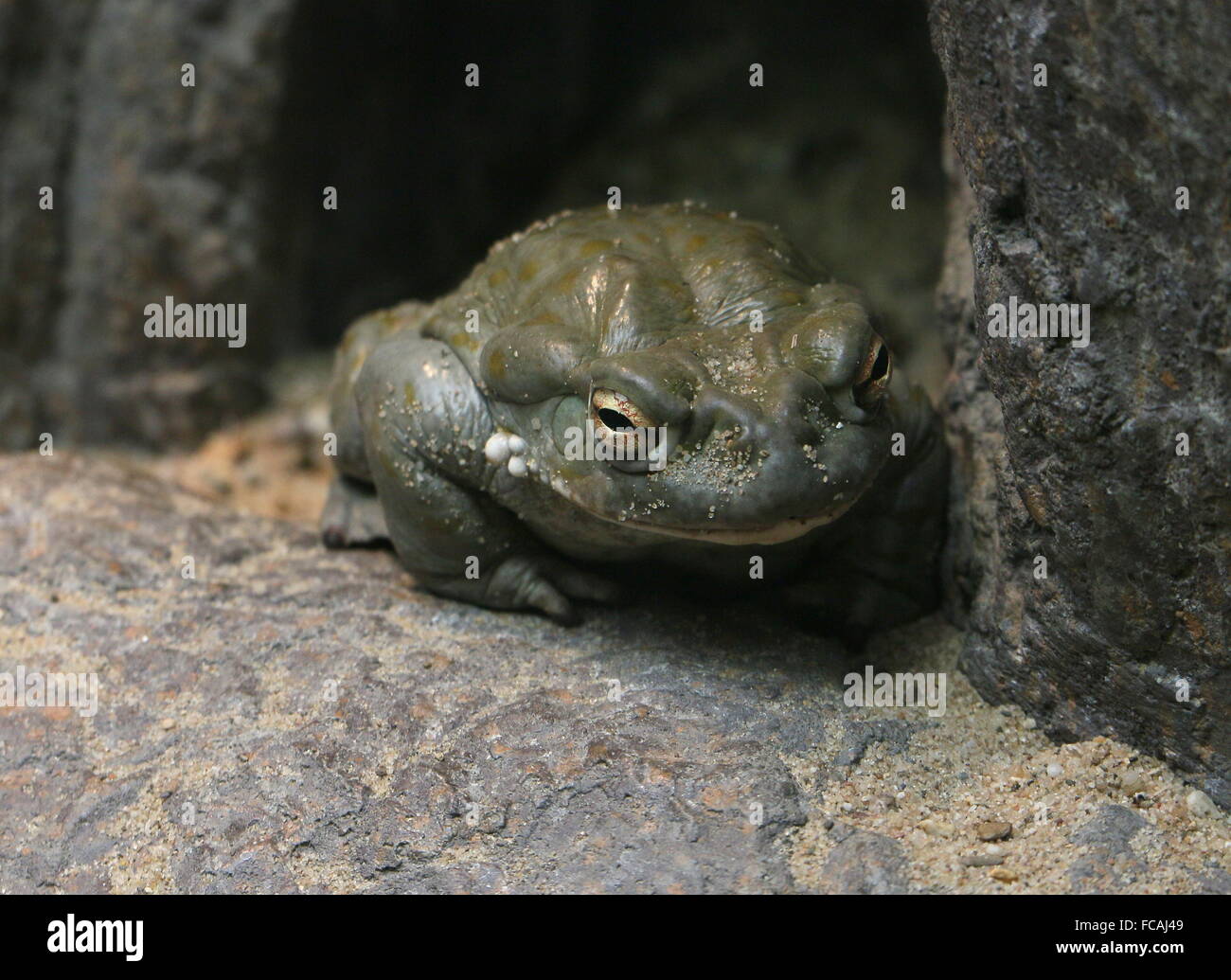 North American Fiume Colorado toad (Incilius alvarius), a.k.a. Deserto di Sonora, il Rospo Rospo più grande negli Stati Uniti Foto Stock