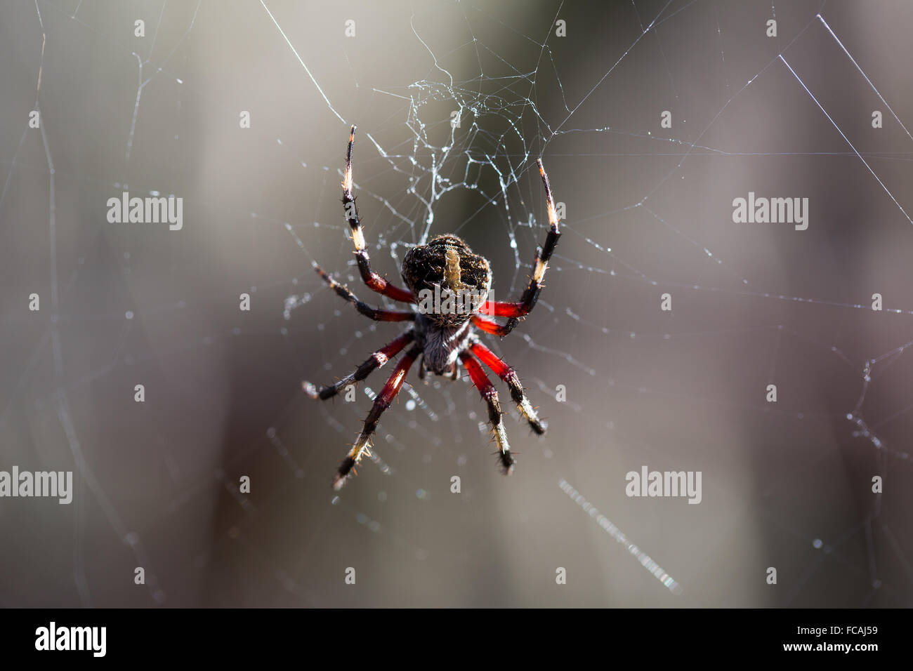 Spotted Red Femured Orb Weaver spider lungo la passerella in Francesco Beidler foresta o quattro fori della palude. Foto Stock