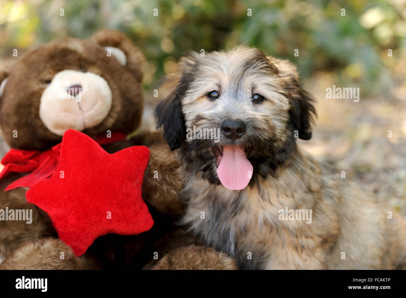 Giocattoli del cane è un adorabile fluffy cucciolo di cane per appendere fuori con il suo amico orso di Natale. Foto Stock