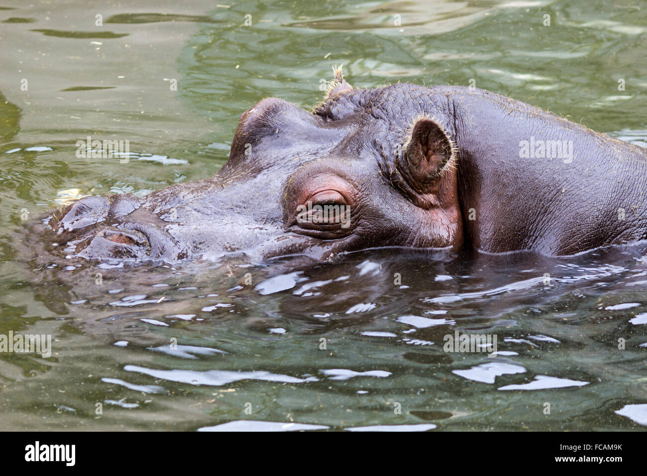 Ippopotamo (Hippopotamus amphibius) Foto Stock