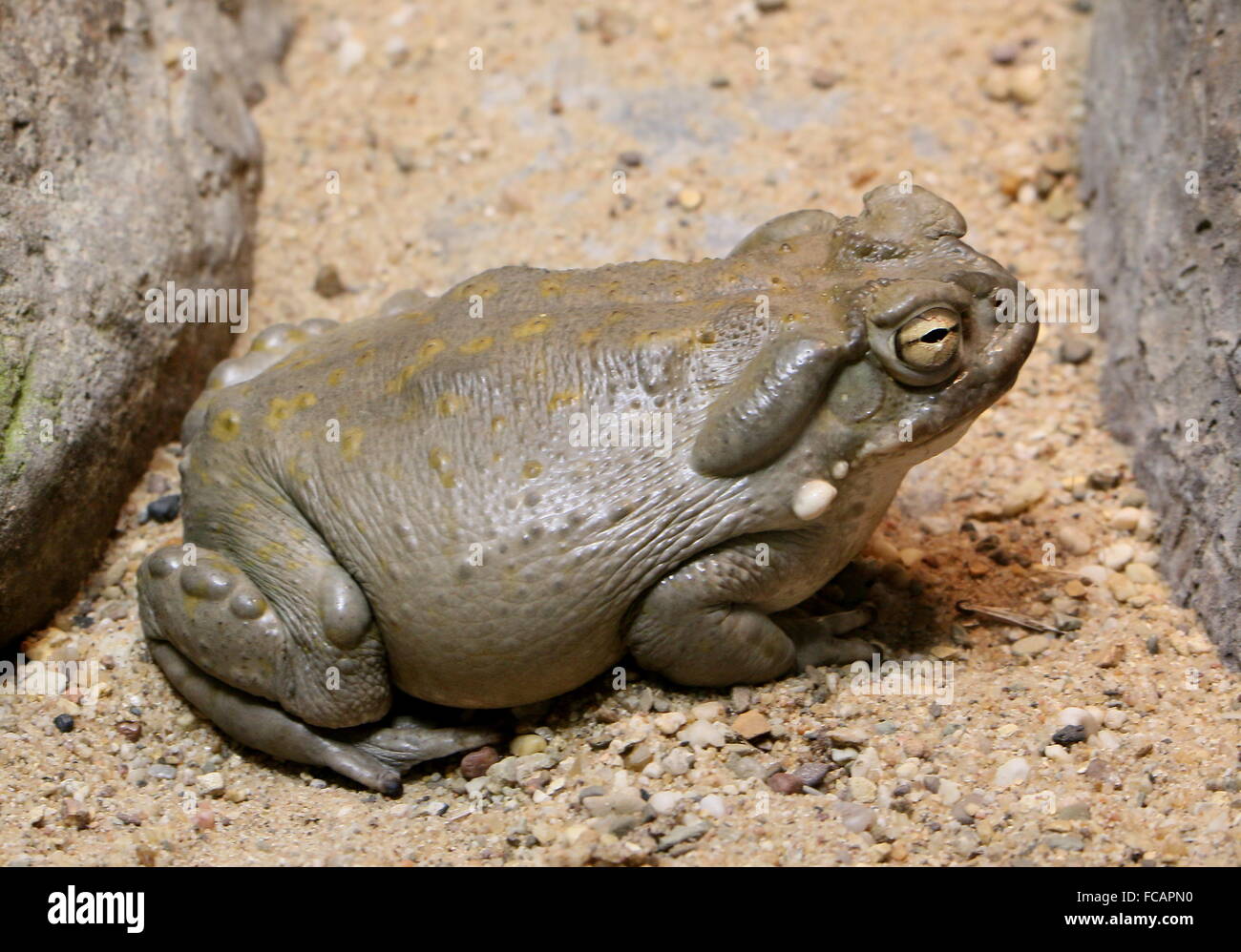 North American Fiume Colorado toad (Incilius alvarius), a.k.a. Deserto di Sonora, il Rospo Rospo più grande negli Stati Uniti Foto Stock