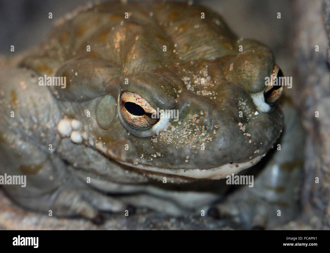 North American Fiume Colorado toad (Incilius alvarius), a.k.a. Deserto di Sonora, il Rospo Rospo più grande negli Stati Uniti, primo piano della testa Foto Stock