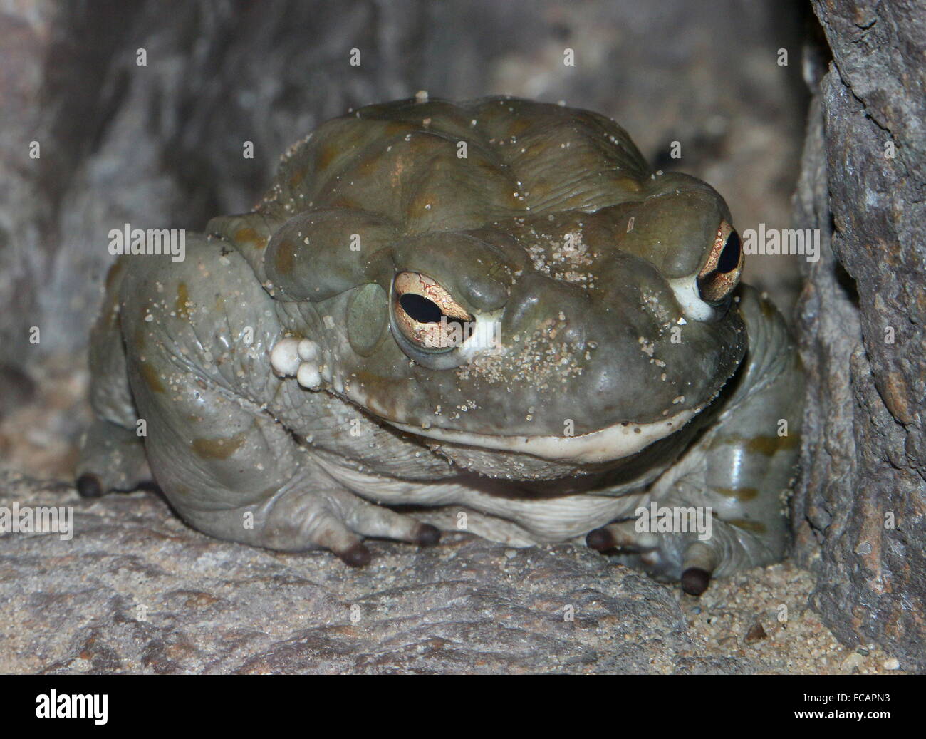Extreme closeup di North American Fiume Colorado toad (Incilius alvarius), a.k.a. Deserto di Sonora, il Rospo Rospo più grande negli Stati Uniti Foto Stock