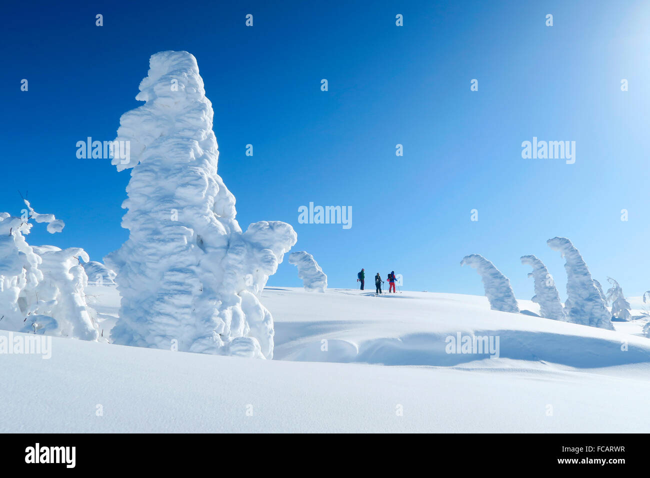 Tre sci alpinisti in un bellissimo paesaggio invernale congelate di alberi, sulla loro strada verso il vulcano Yoichi vicino a Kiroro ski Foto Stock