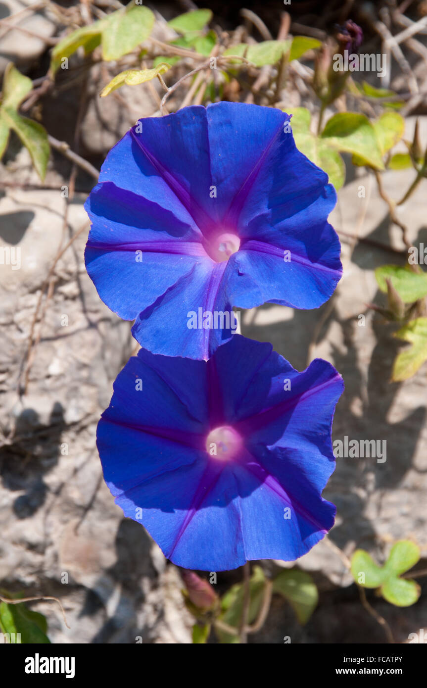 Gloria di mattina fiore (Convolvulus althaeoides), Montjuic Barcellona Foto Stock