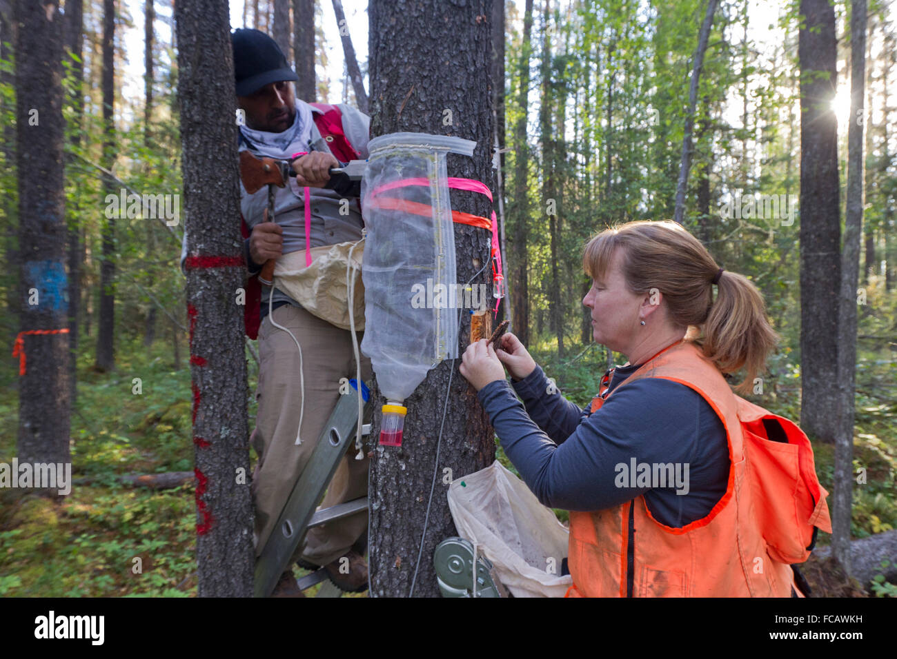 Research Scientist, Bostrico Ecologia Kathy Bleiker della Canadian Forest Service e tecnici sul campo Gurp Thandi raccogliere Foto Stock