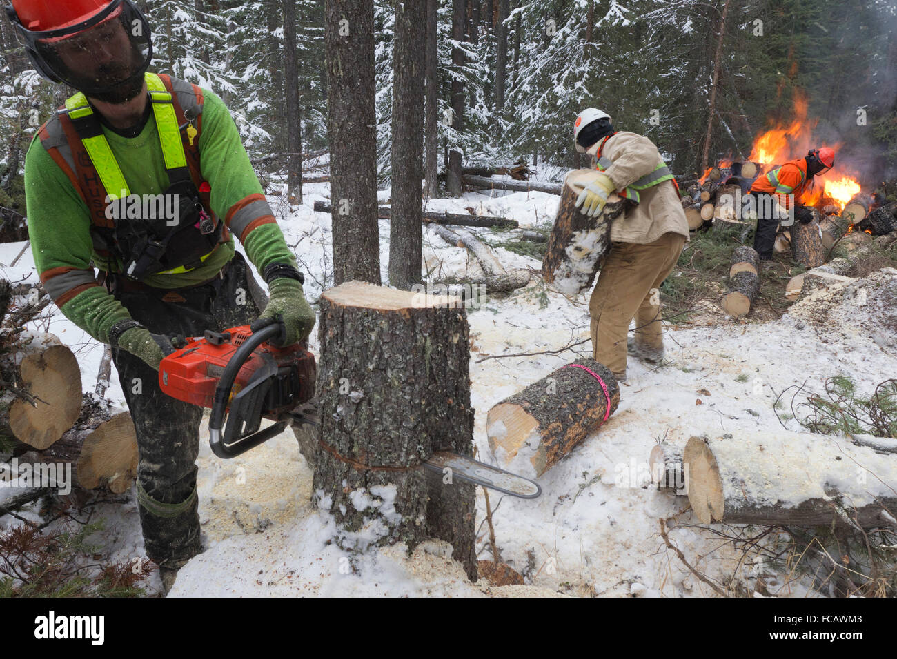 Distacco degli alberi di pino infestato da montagna coleottero del pino nei pressi del Grande Praire, Alberta, Canada Foto Stock