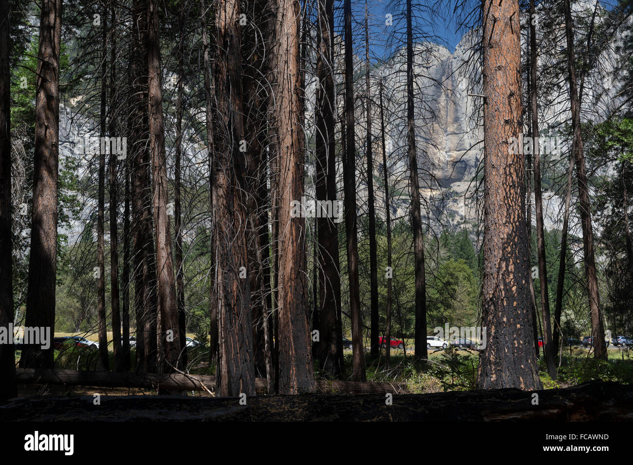 Asciugare Yosemite Falls, prescritte bruciare la Foresta, Parco Nazionale di Yosemite, CA Foto Stock