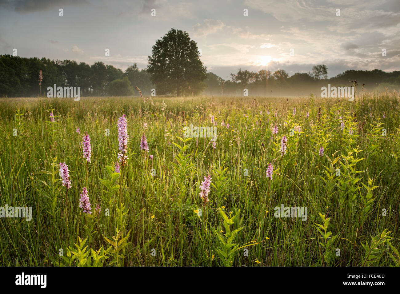 Paesi Bassi, Groesbeek, riserva naturale chiamato Bruuk. Orchidea macchiata o brughiera maculato (orchidea Dactylorhiza maculata) Foto Stock