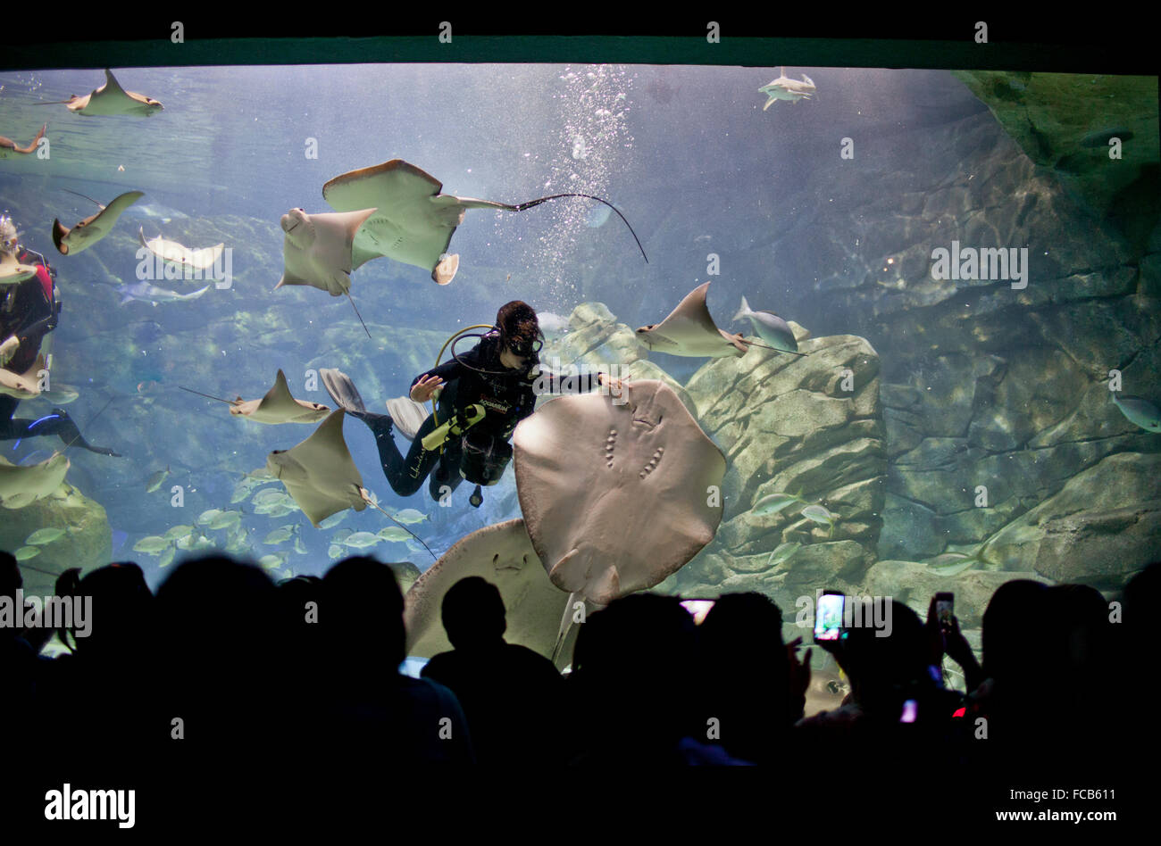 I visitatori osservano come un sommozzatore alimenta un gigante Stingray a Ripley's acquario del Canada. Foto Stock