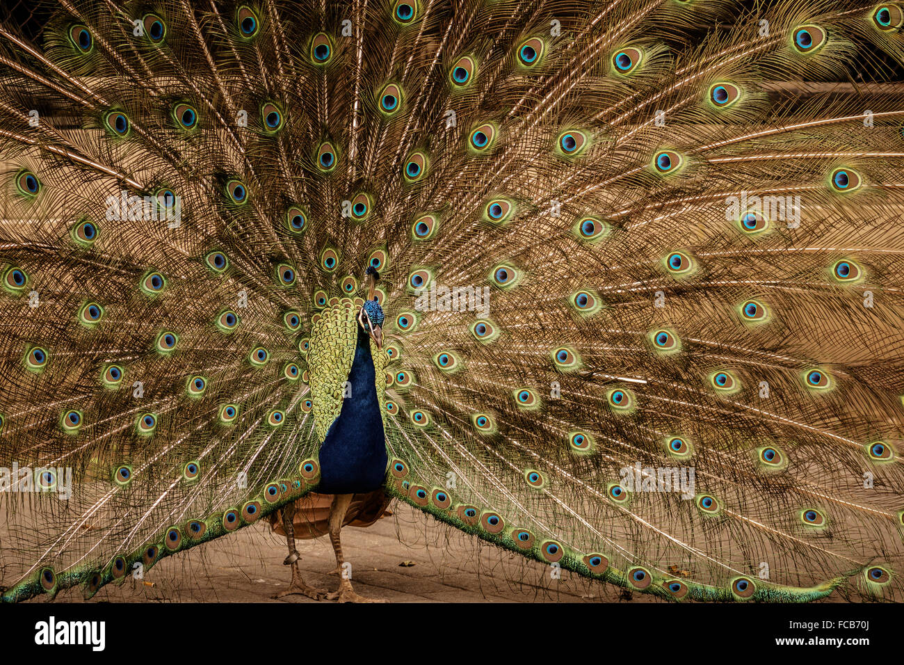 Karpin Abentura - un pavone visualizzando il suo piumaggio, parco nella provincia di Bilbao, Paesi Baschi Foto Stock