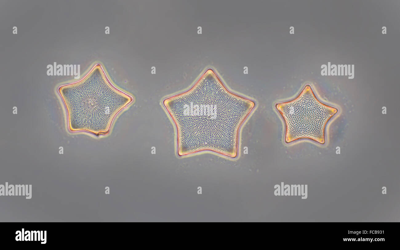 Diatomee formosum Triceratium, contrasto di fase fotomicrografia Foto Stock