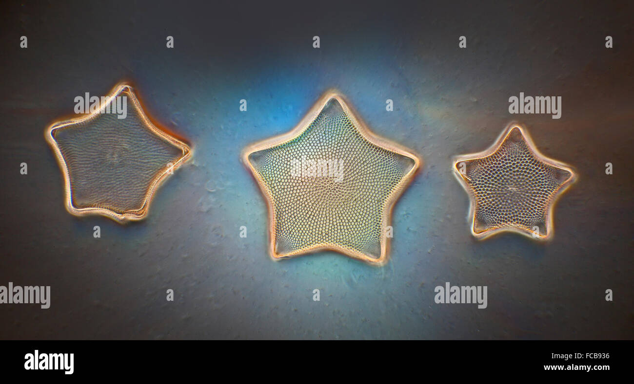 Diatomee formosum Triceratium, contrasto di fase fotomicrografia Foto Stock