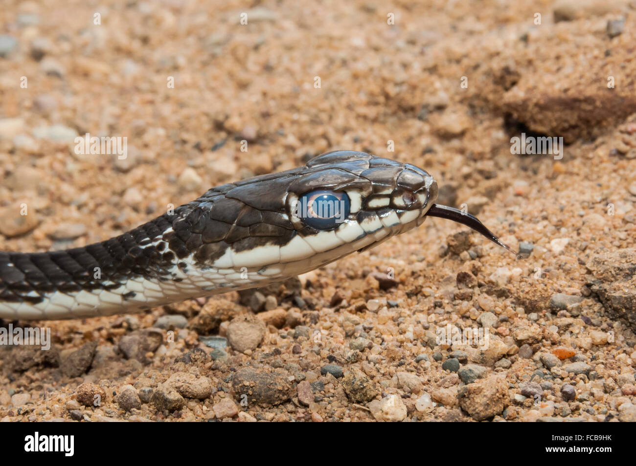 Texas centrale whipsnake, striped whipsnake, Masticophis taeniatus ornatus, nativo di occidentale degli Stati Uniti e del Messico settentrionale Foto Stock