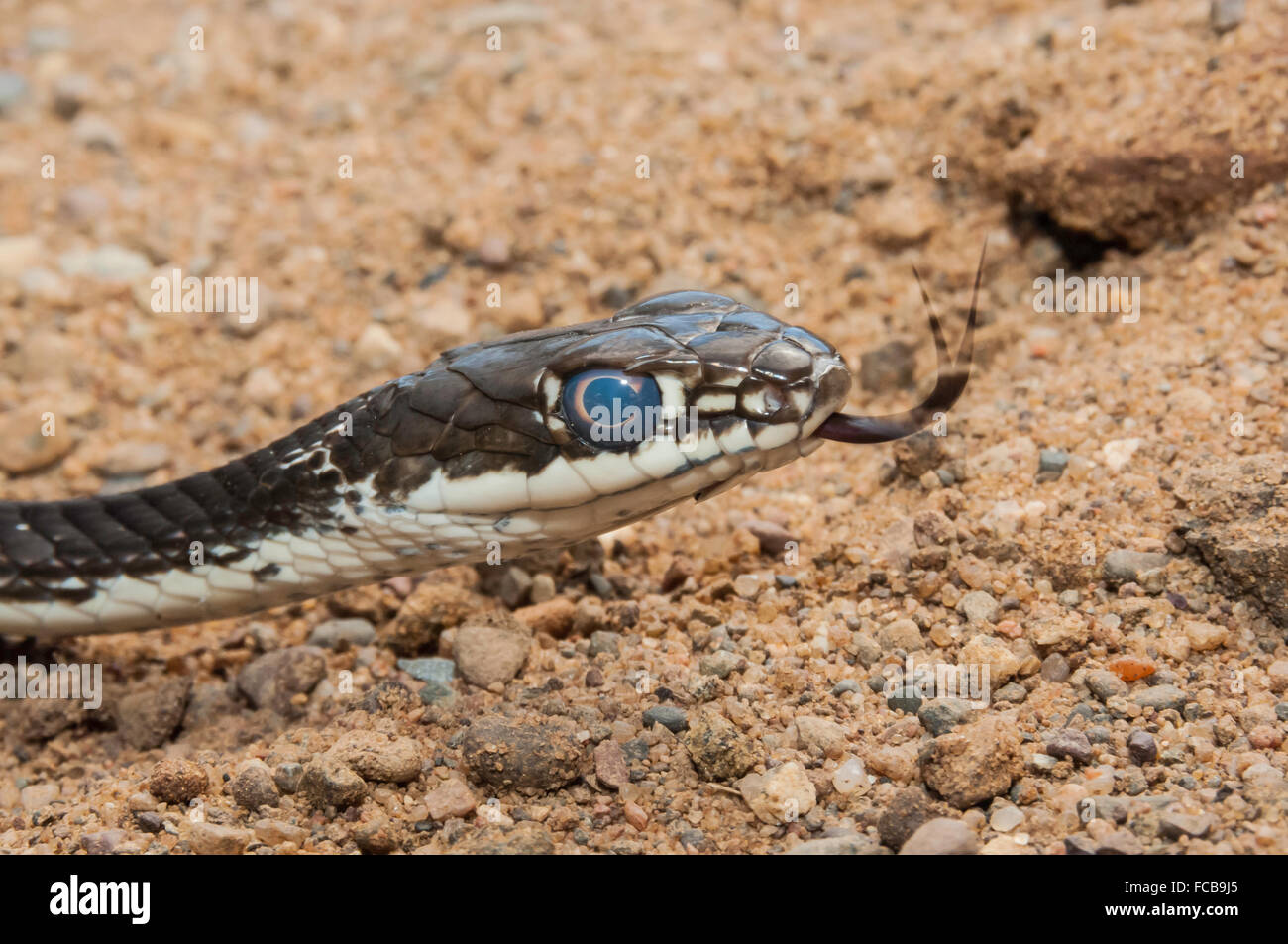 Texas centrale whipsnake, striped whipsnake, Masticophis taeniatus ornatus, nativo di occidentale degli Stati Uniti e del Messico settentrionale Foto Stock