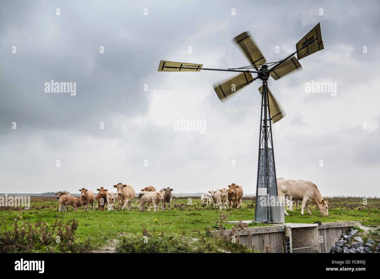 Paesi Bassi, Kerkwerve, mucche in prato e di un mulino ad acqua della pompa Foto Stock