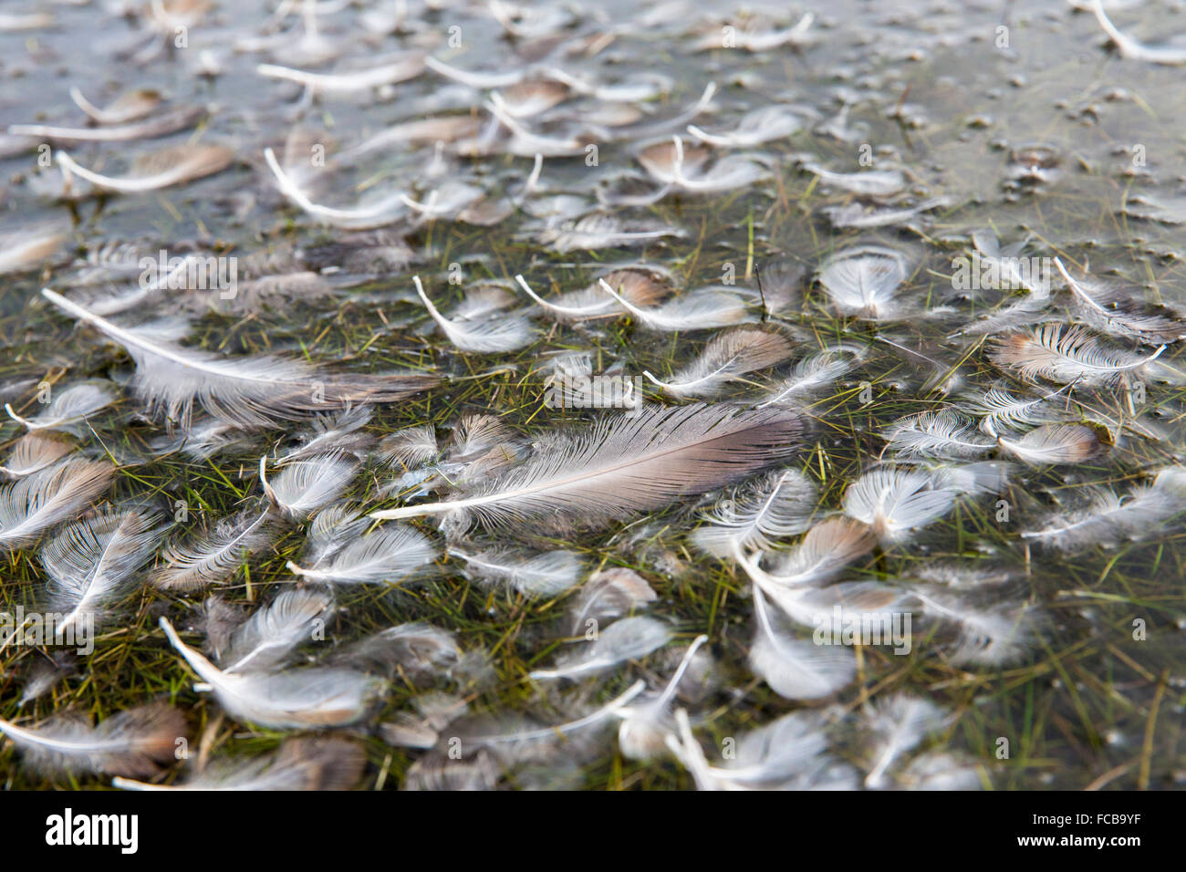 Paesi Bassi, Kerkwerve, riserva naturale Prunje, parte del Parco Nazionale di Oosterschelde. Birdfeathers sulla superficie dell'acqua Foto Stock