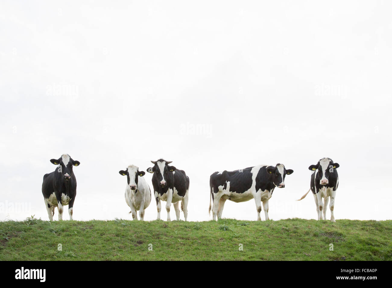Paesi Bassi, Kerkwerve, vacche sulla diga Foto Stock