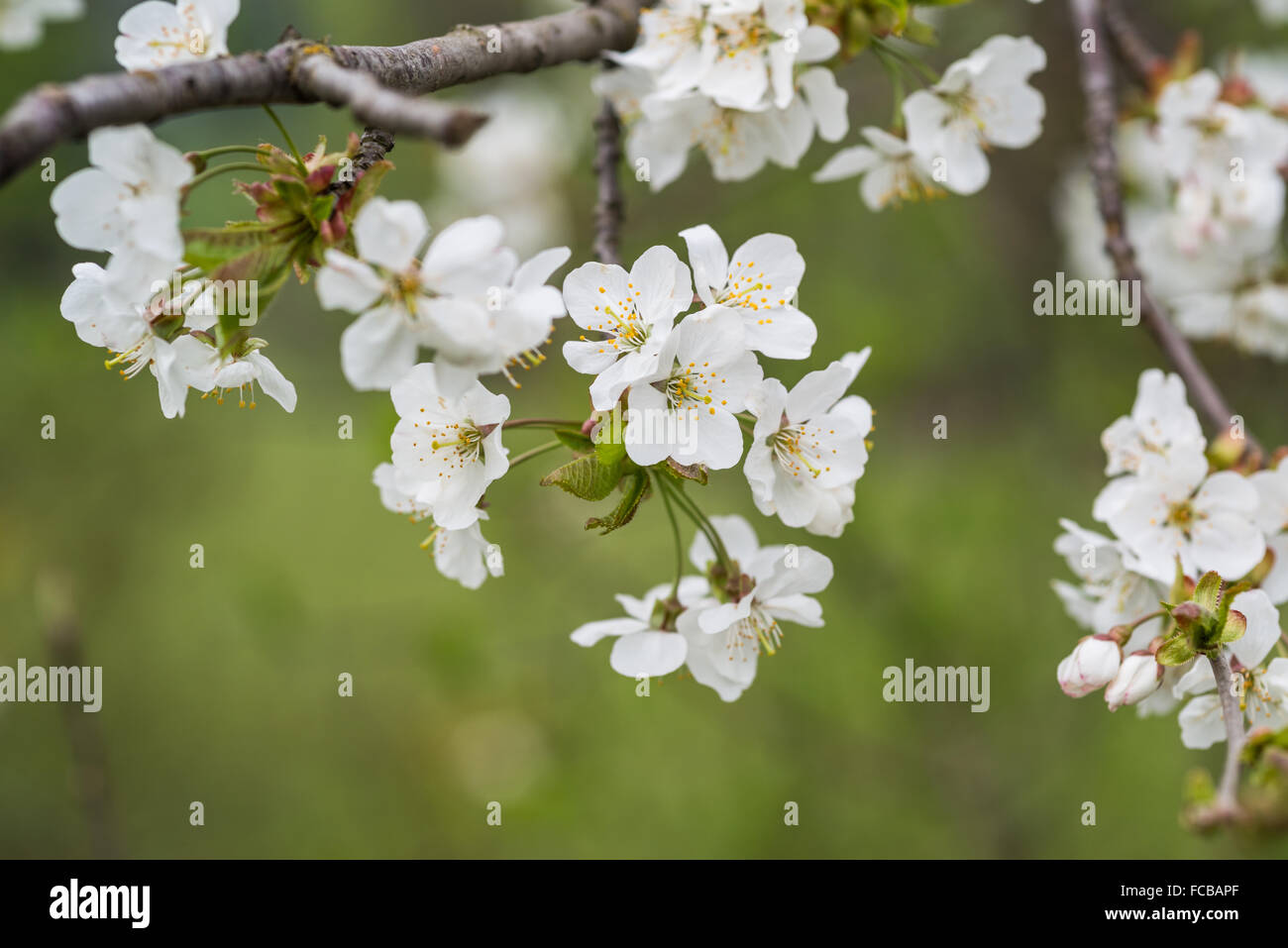 Appletree fiorisce in primavera su un ramo Foto Stock