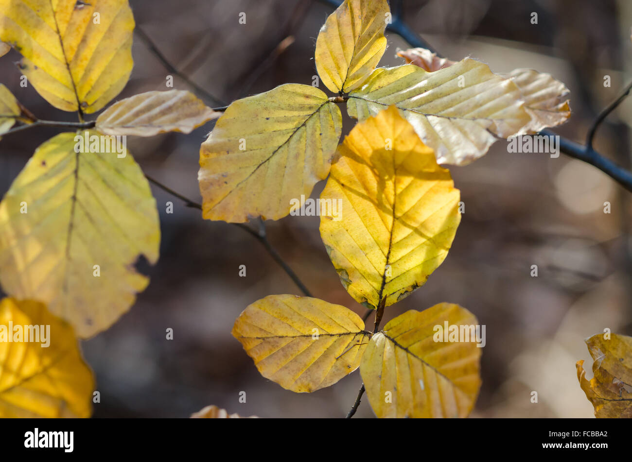 Faggio europeo in autunno Foto Stock