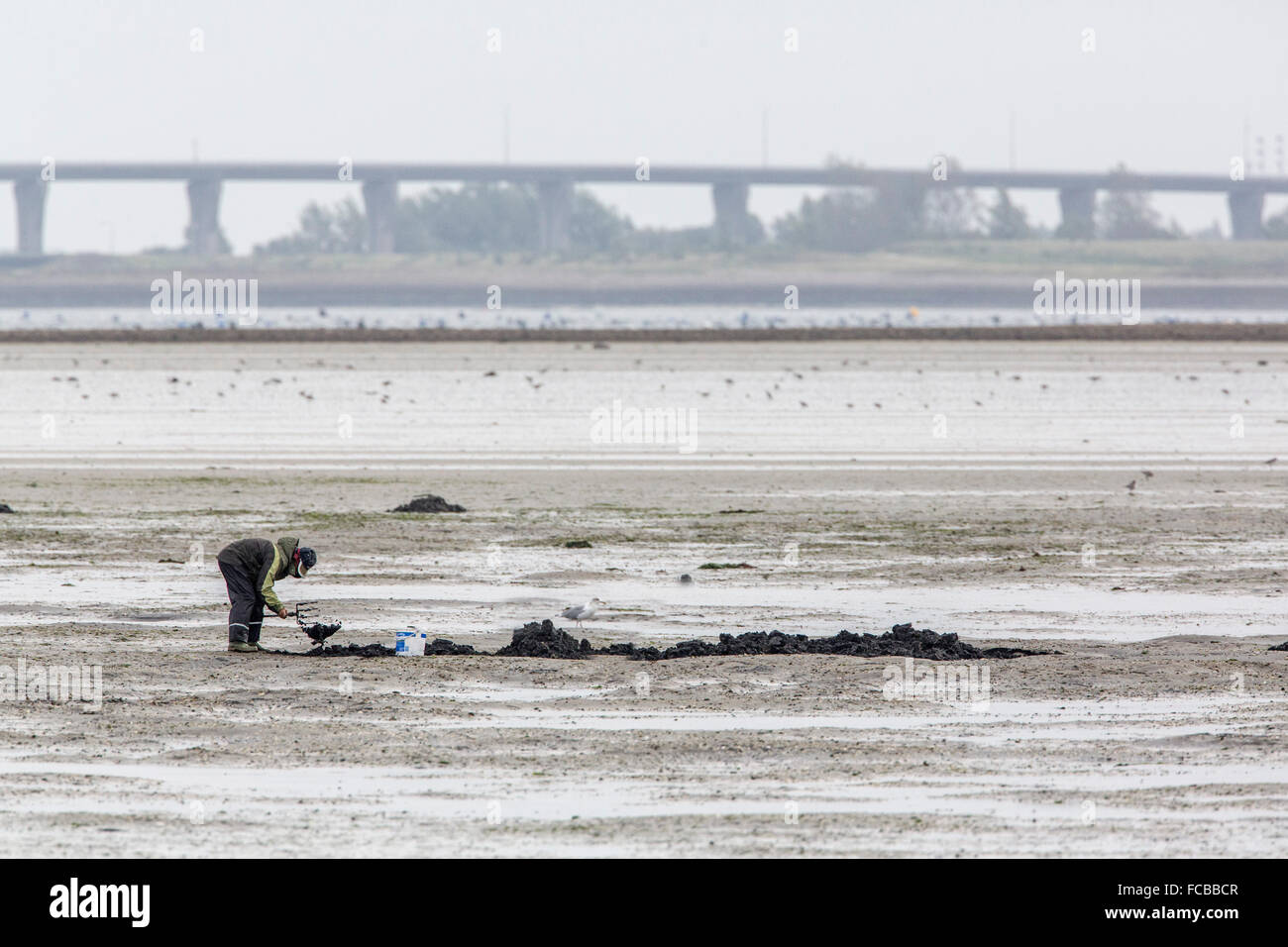 Paesi Bassi, Bruinisse, Fisherman cercando vermi a bassa marea in Oosterschelde estuario, Philipsdam, parte delle opere di Delta Foto Stock