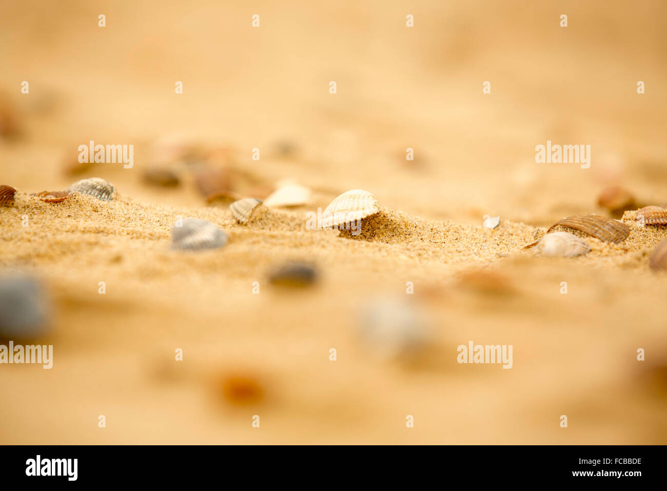 Paesi Bassi, Renesse, Spiaggia, gusci Foto Stock