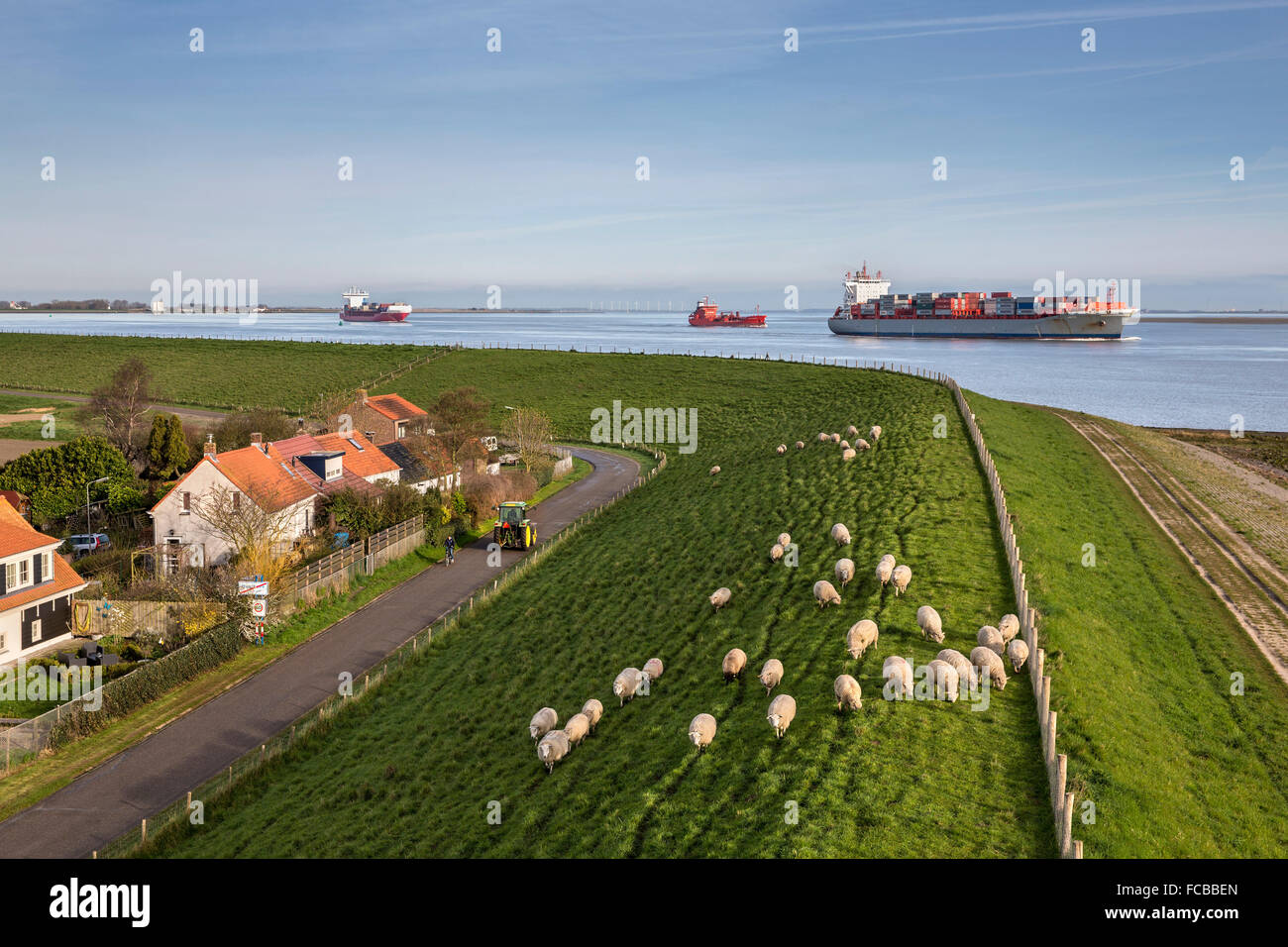 Paesi Bassi, frazione di Baalhoek, fiume Westerschelde. Le navi da carico, pecore Foto Stock