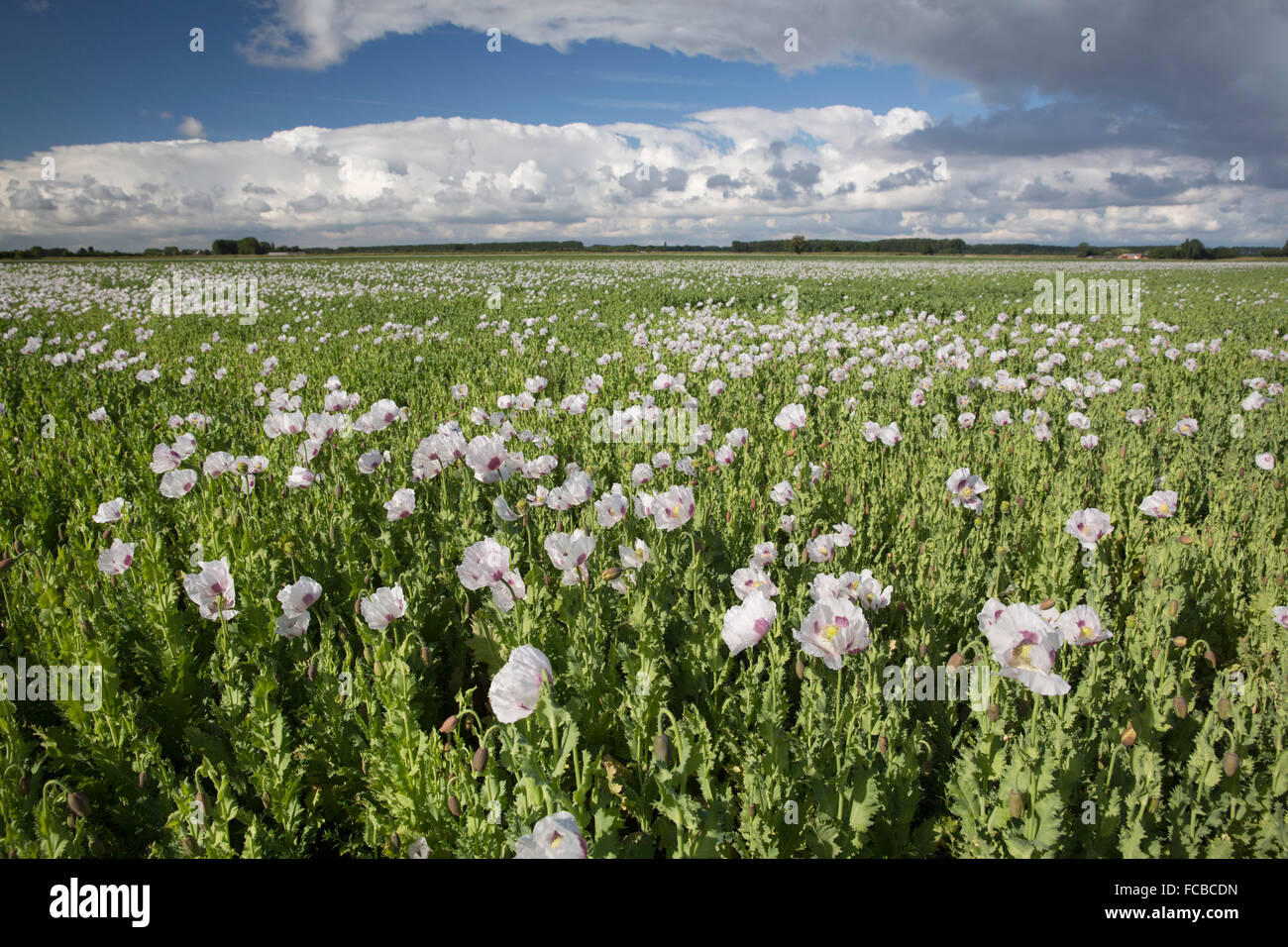 Paesi Bassi, Ossenisse, Flowerfield Foto Stock