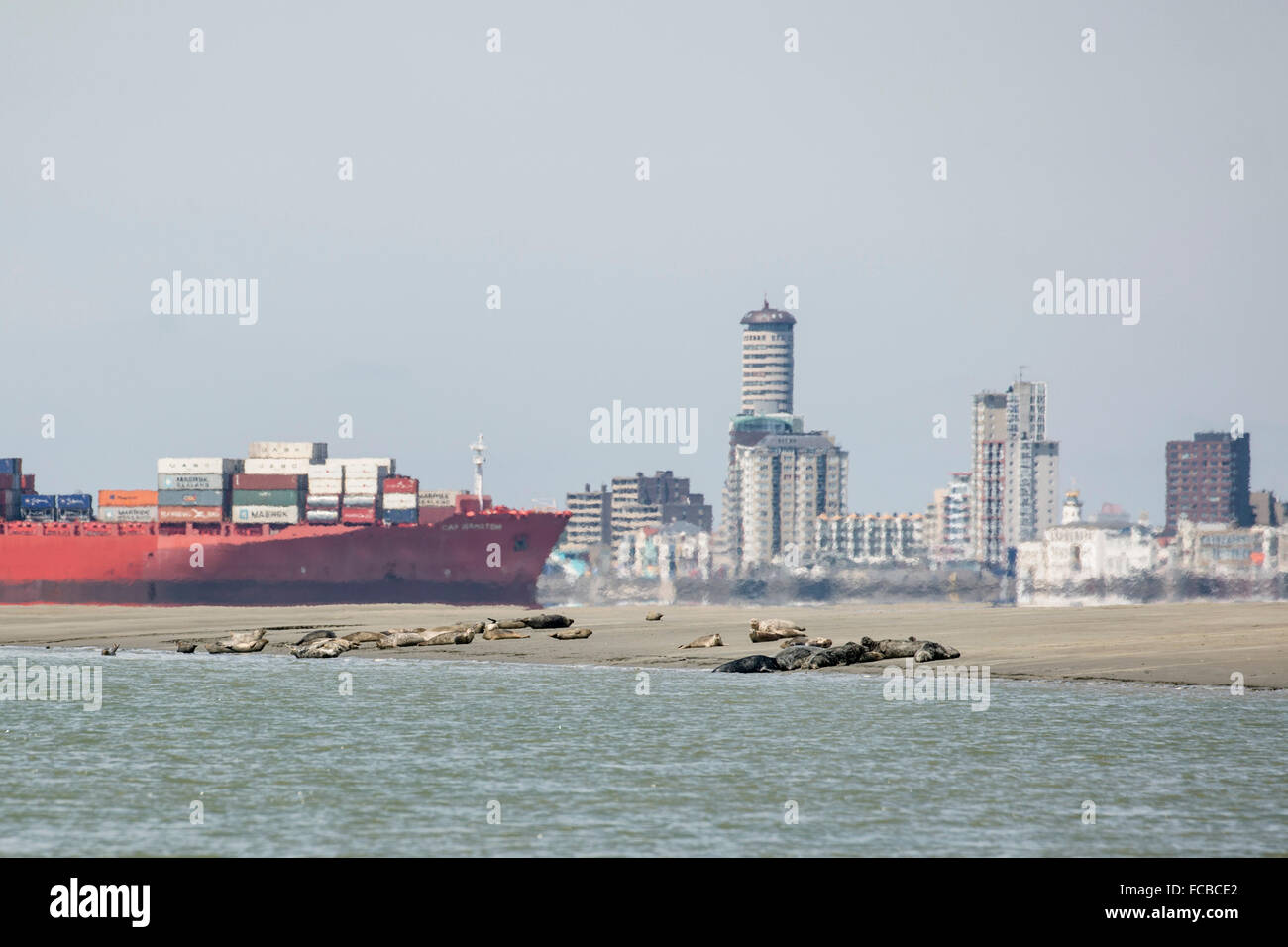 Paesi Bassi, Breskens, Cargo, nave portacontainer nel fiume Westerschelde. Città di Vlissingen. Le guarnizioni in primo piano sulla sabbiosa velme Foto Stock