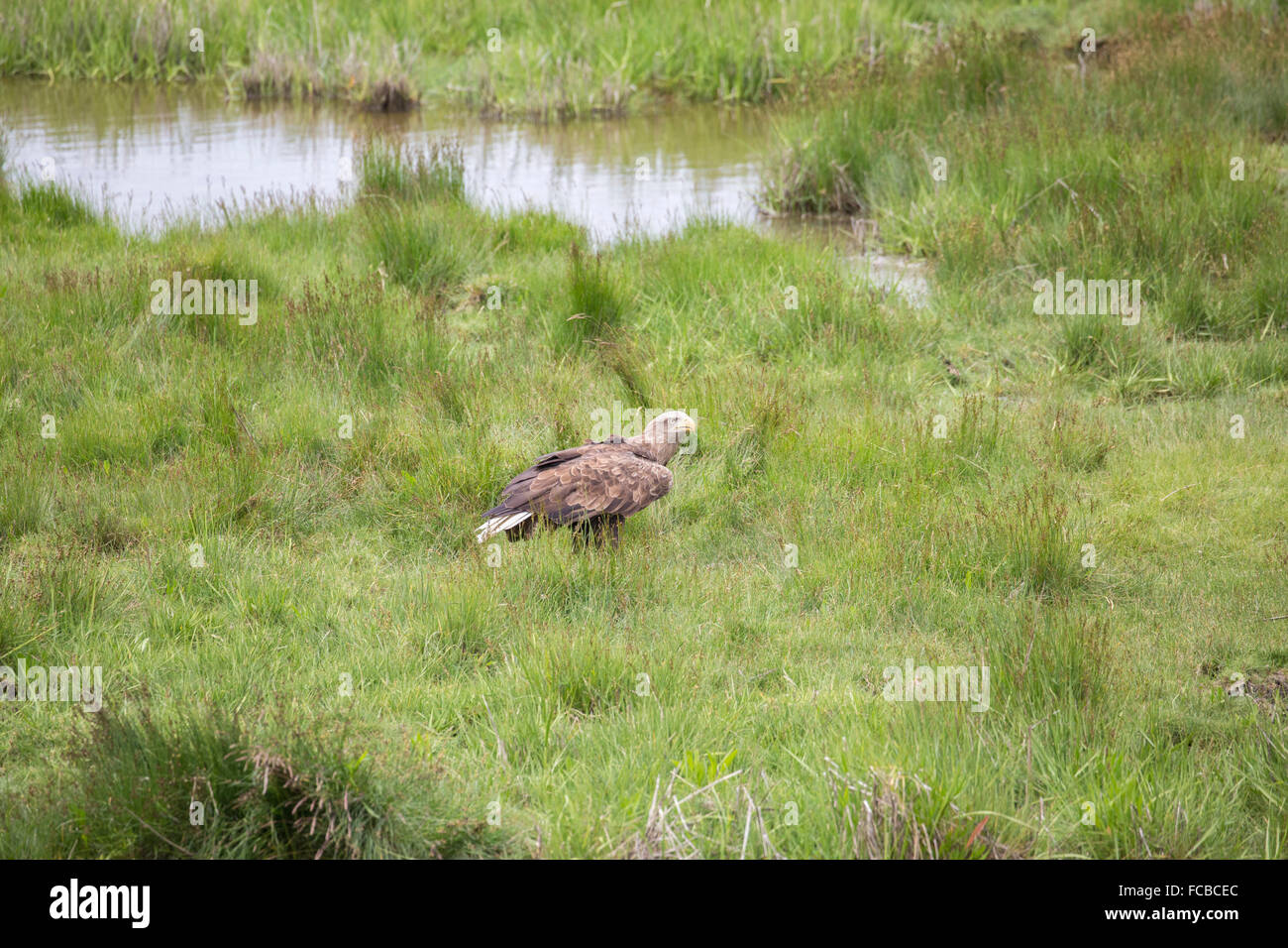 Paesi Bassi, Nieuw Namen, riserva naturale chiamato Verdronken Land van Saeftinghe. Terreno paludoso di marea. White-tailed eagle. Addestrato Foto Stock