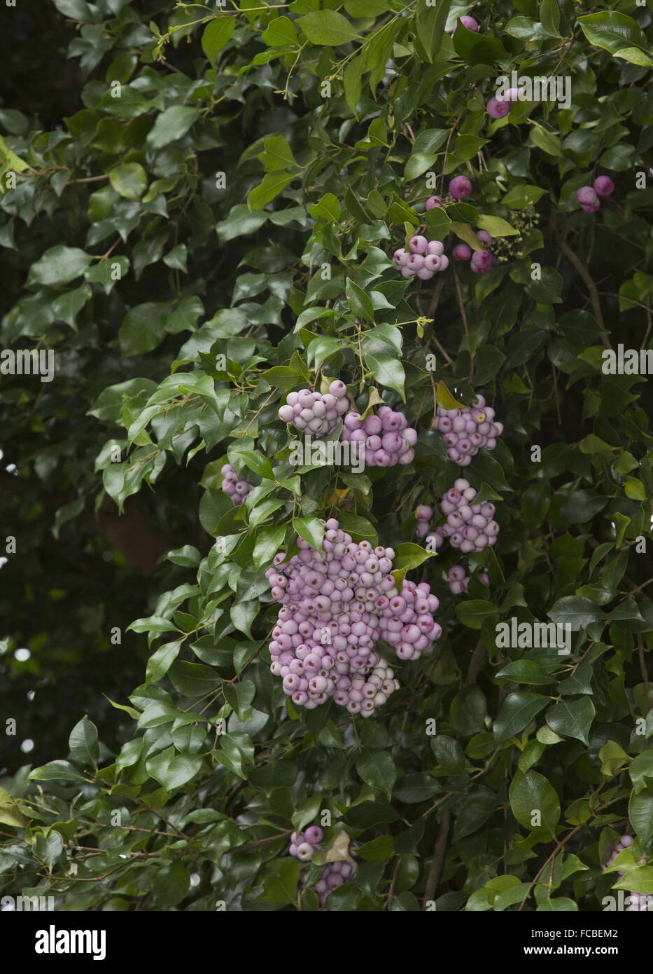 Lilly-scadenti tree, Syzygium smithii, nella frutta, Australia Foto Stock