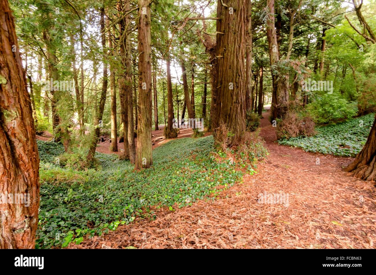 La hoover redwood grove foresta nel Golden Gate Park di San Francisco, California, Stati Uniti d'America. Una vista di un escursionismo pat Foto Stock