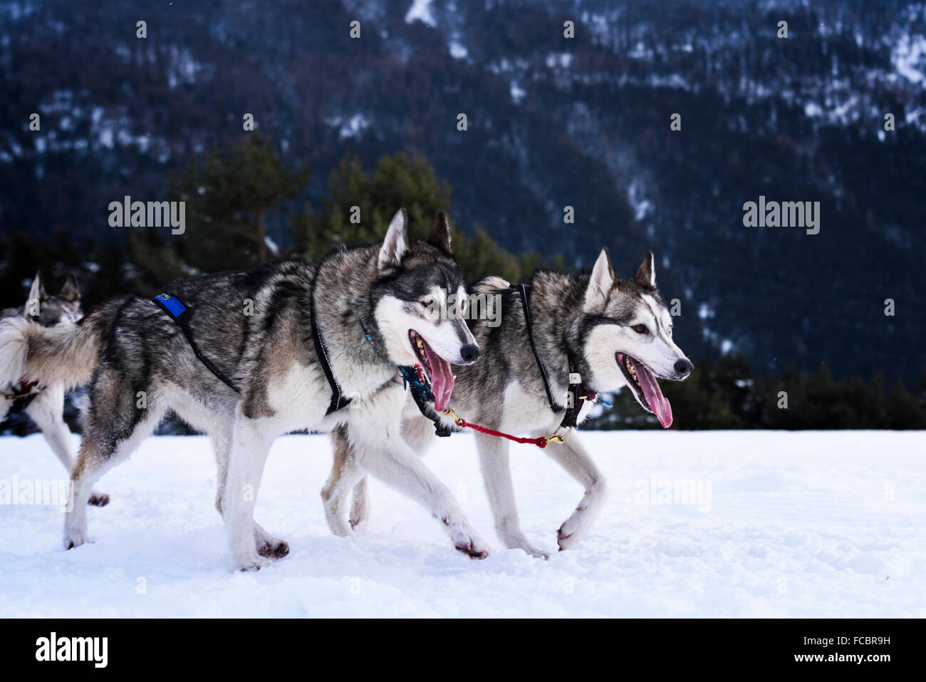 Sportivi team di cane è in esecuzione nella neve Foto Stock