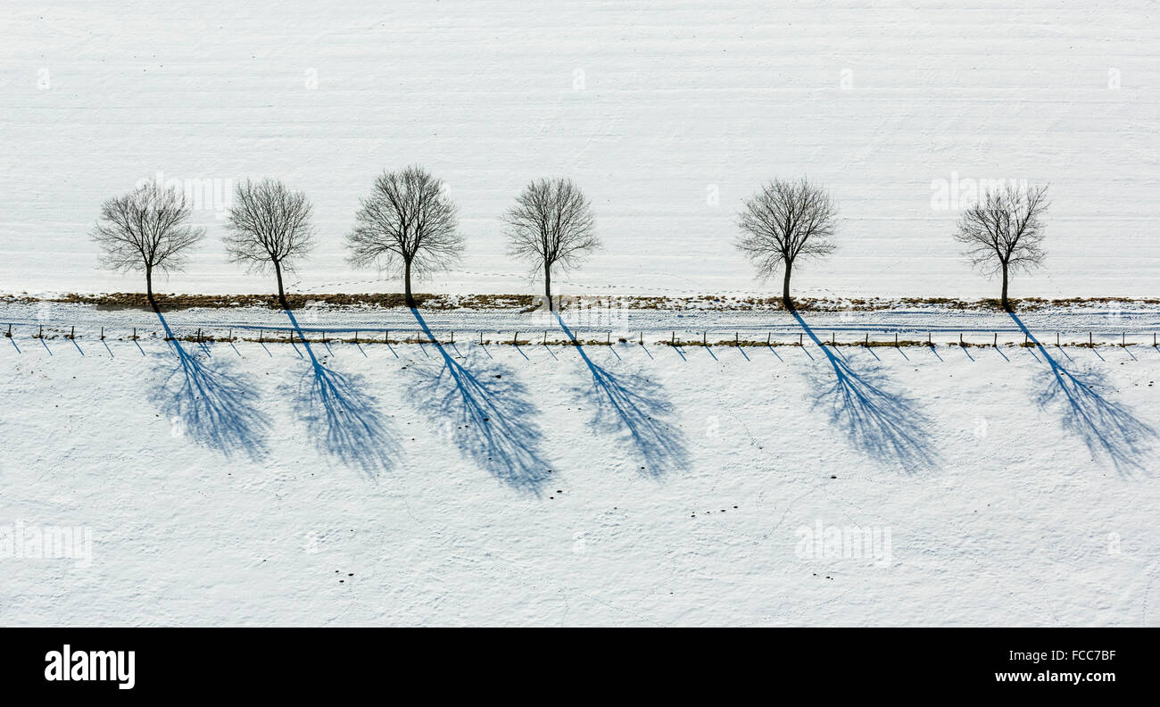 Vista aerea, viale alberato in Altenbüren nella neve vicino Hüttenstraße, dritto, Diagonal, geometrico, inverno, neve Foto Stock